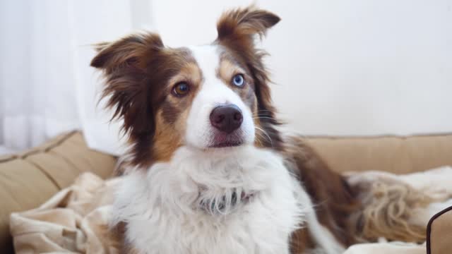 Cute Curious Puppy