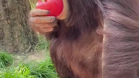 A playful orangutan