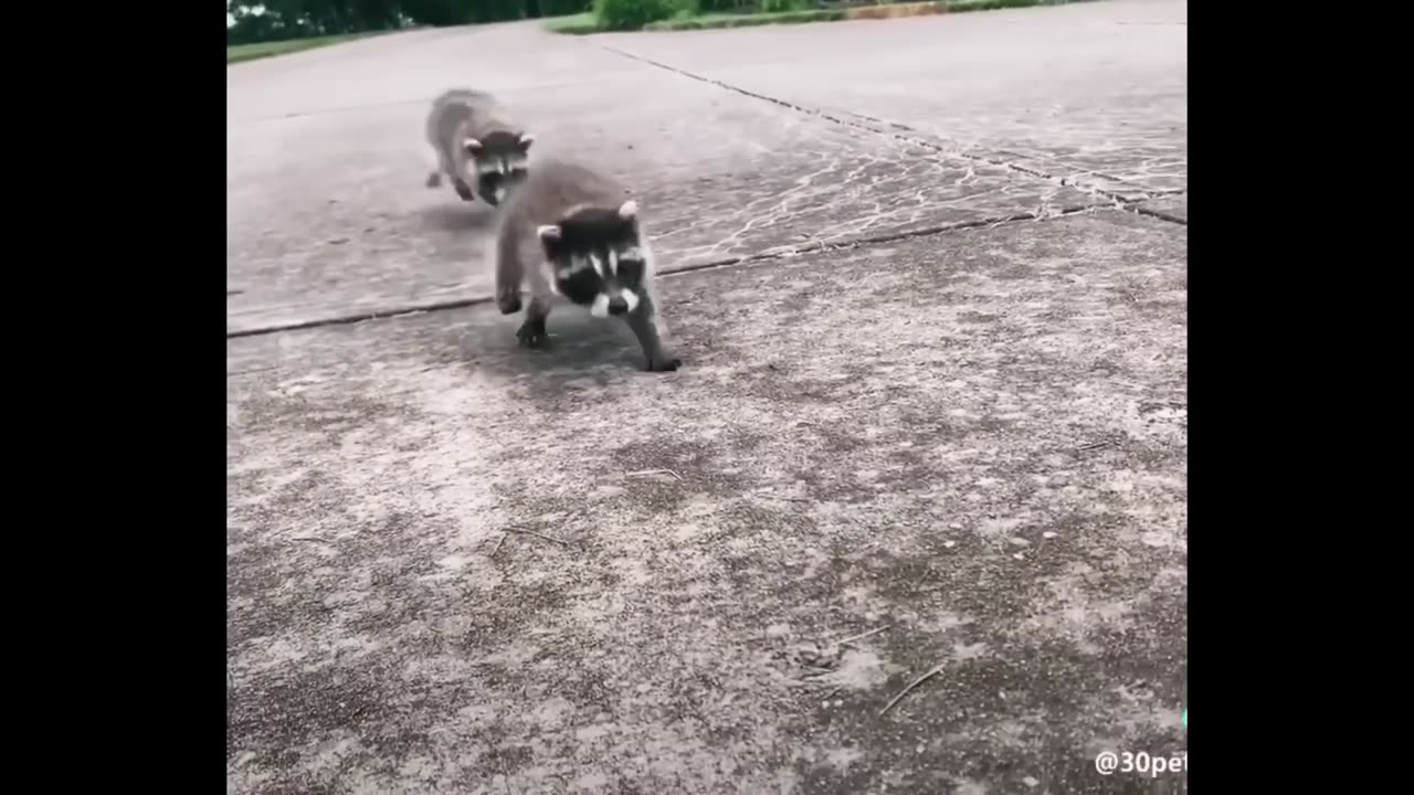 The cutest baby animals