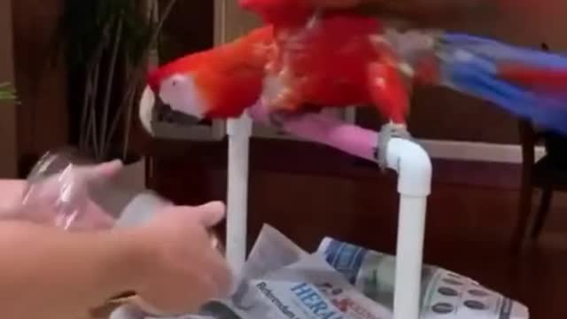 talking birds videos parrots funny