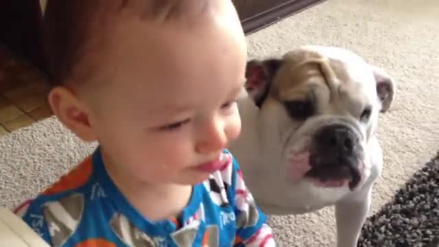 Baby feeds bull dog