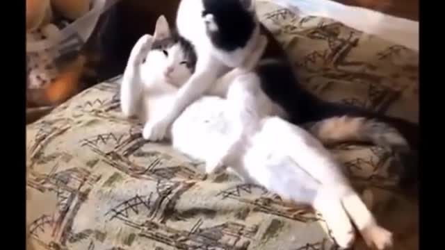 Funny cats video compilation 💞 Cute cats videos