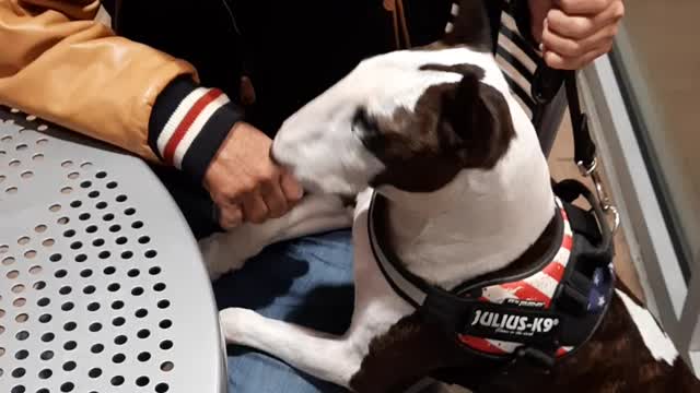 Dexter the Superstar