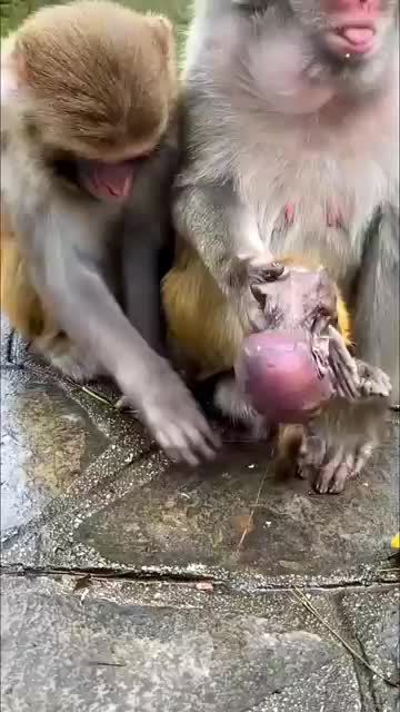 Monkey Baby bathing