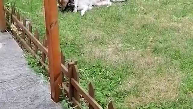 my dogs