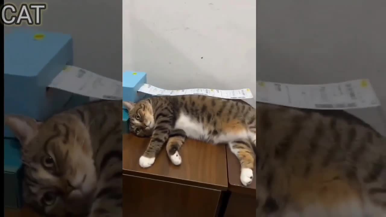 Funny cat video