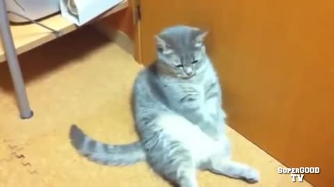 Jokes with cats. Funny video with animals. Funny cats