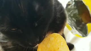 My cat likes eating chips🤣