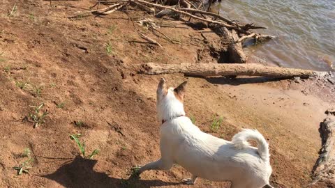 Dog in the Red River