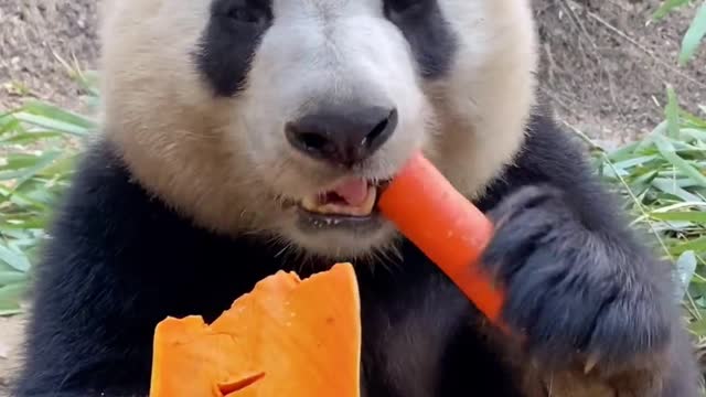 Panda:I want both carrots and pumpkin