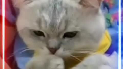 Cat eat ingesting video