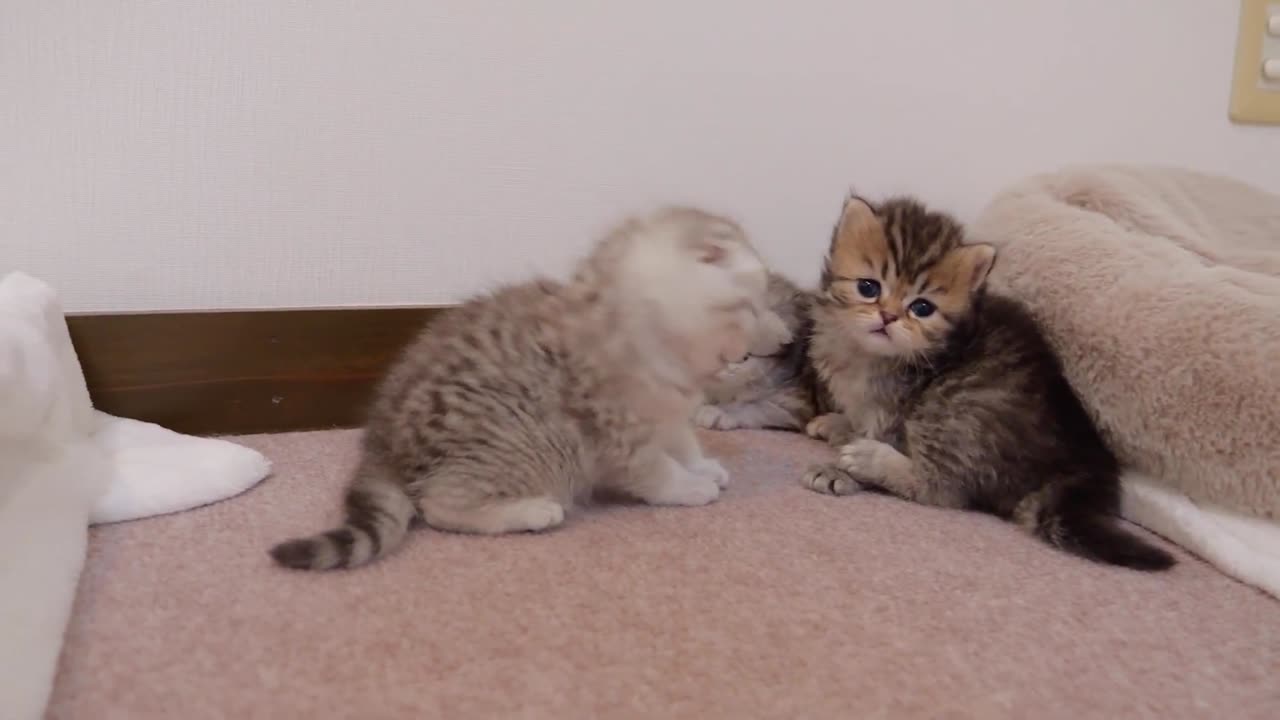 The toddler kitten is so naughty that you can't take your eyes off it.