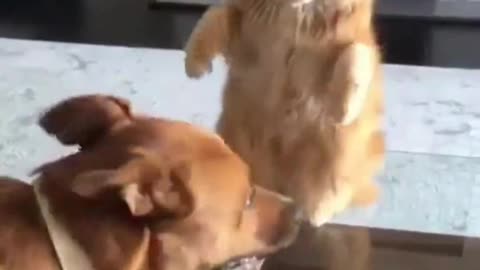 Dogs and cats play really badly.