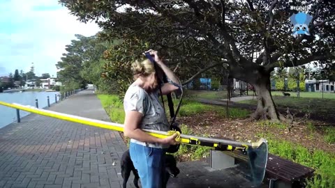 Rescuing a baby flying-fox hanging low in a tree; this is the Inspector.