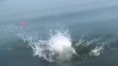 Best funny animals video of the year.