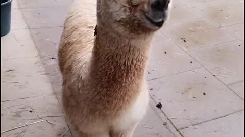 Funny lama will make you loved