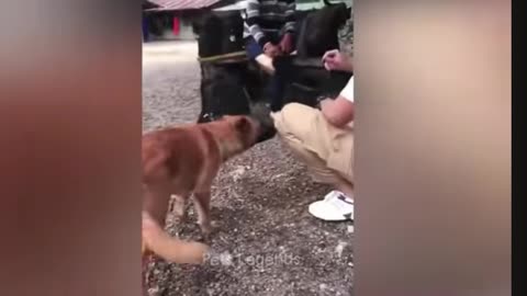 Tente não rir de gato e do cachorro