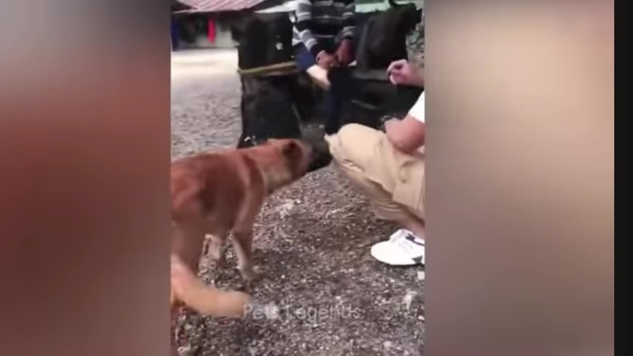 Tente não rir de gato e do cachorro