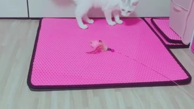 A baby cat that plays well by himself