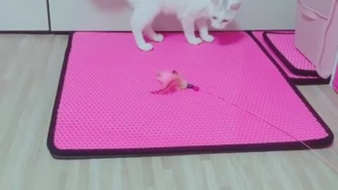 A baby cat that plays well by himself