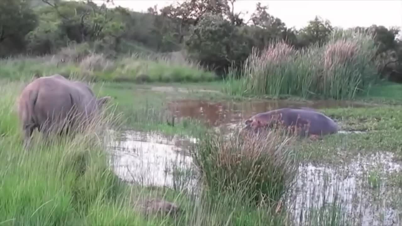 Power of Crazy Hippo - wide mouth Hippo bites everything it sees-4