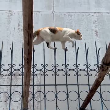 See how this cat is walking on thorns