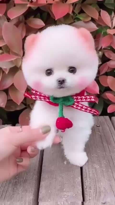 if you think cute cute cutecat kitten kittens catcatlover catsofinstagram cats