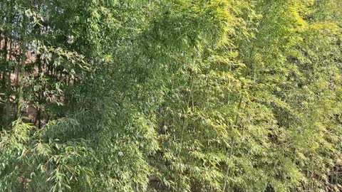 The sound of wind and bamboo