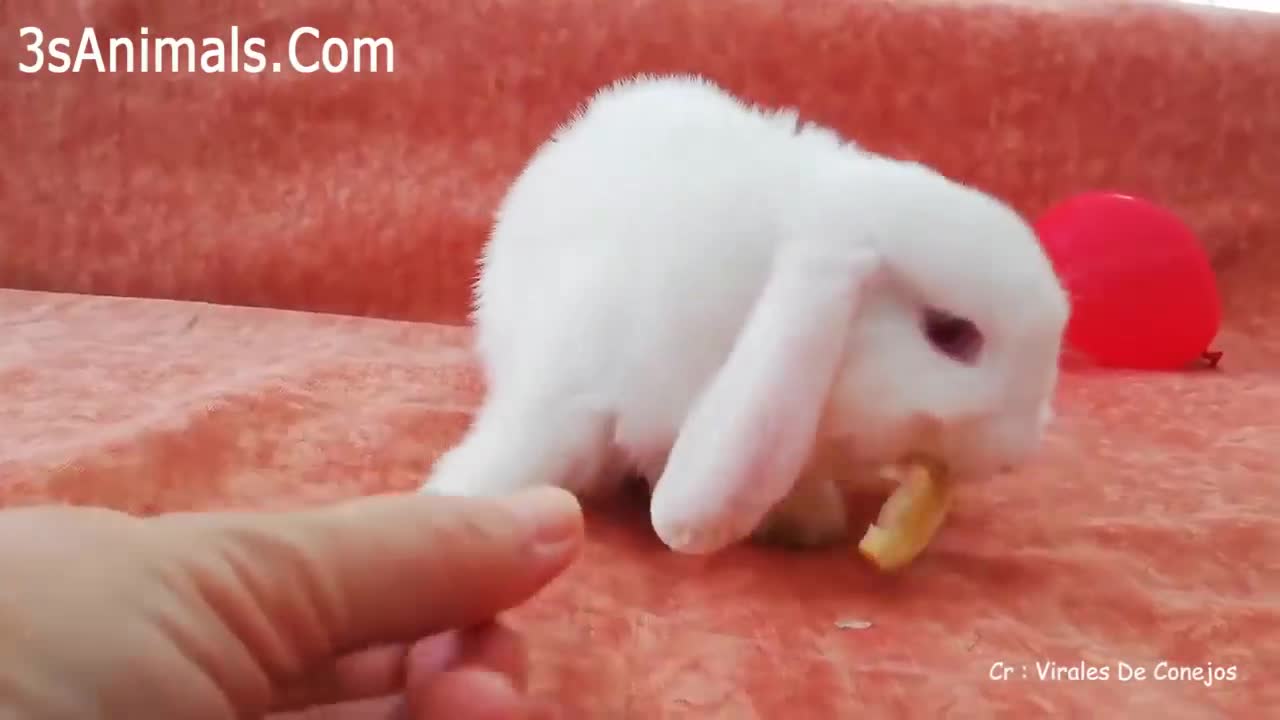 Cutest rabbit videos