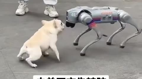My dog ​​only needs 3 kilowatt hours of electricity per meal #Record cute puppy