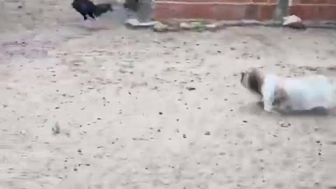 Cute dog chasing..hens