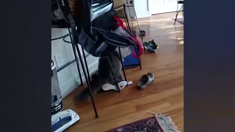 Cute animals, make people laugh, enjoy together