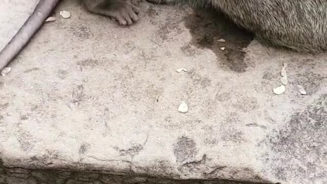 Monkey female playing with her baby