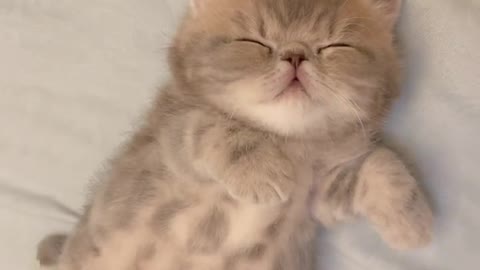 Kitten