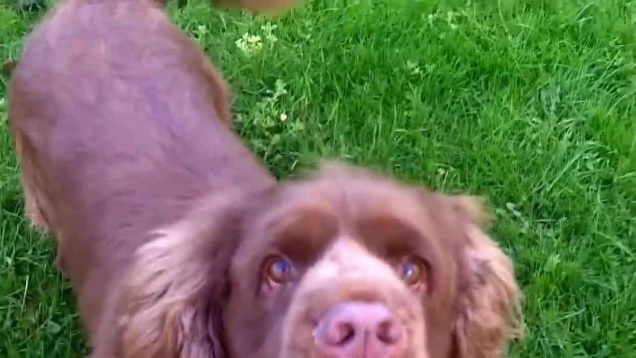 Newfie and Cavalier have cutest training session