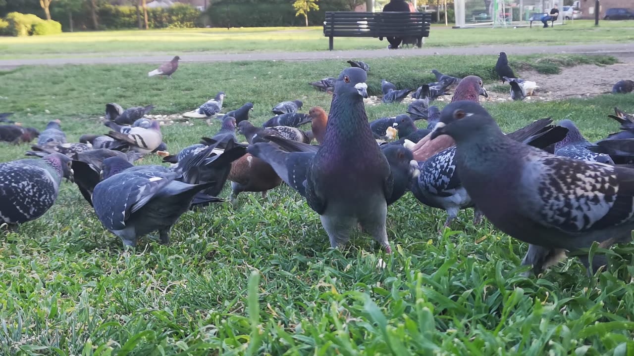 Pigeon On Green Grass