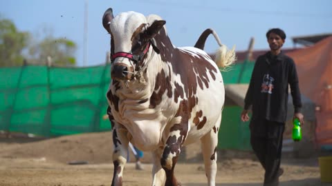 TMT CATTLE SEASON 2024 PROMO VIDEO