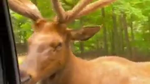 Funny animals/ funny video / funny forest