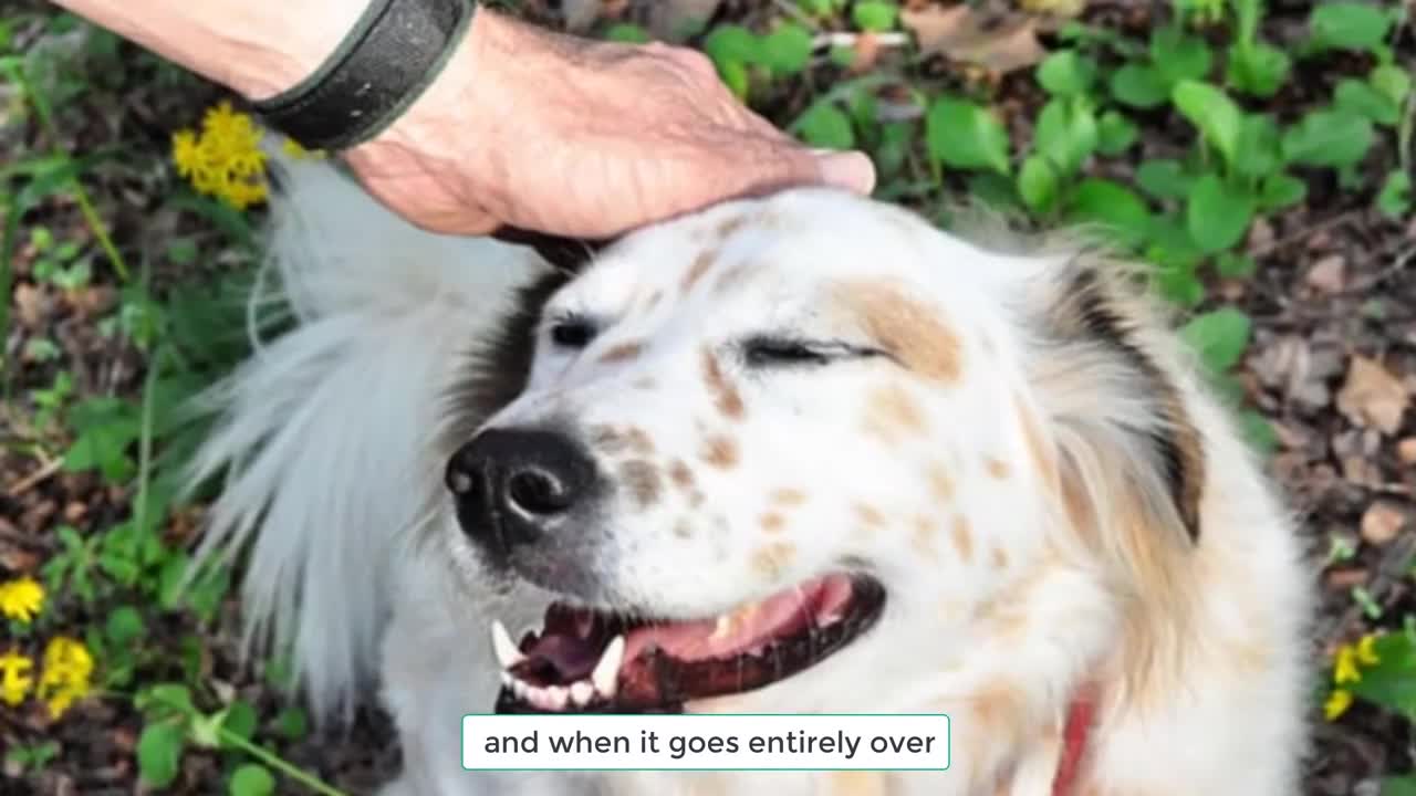 5 easy tips for train your dog