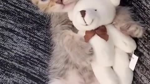 baby kitten sleeping with teddy bear