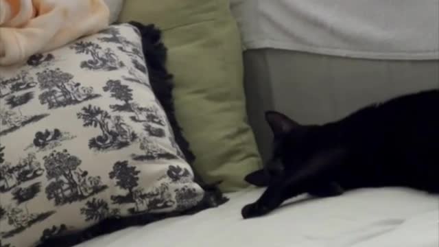 Adopting a Cat from a Shelter Vlog - Precious Piper Being a Couch Potato #shorts