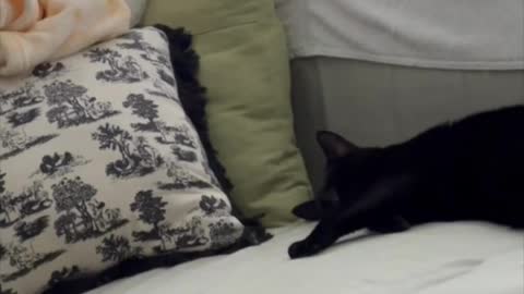 Adopting a Cat from a Shelter Vlog - Precious Piper Being a Couch Potato #shorts