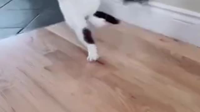 #cute cat#shorts