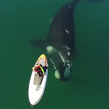Women with _whale _ocean _shorts(1080P_HD)