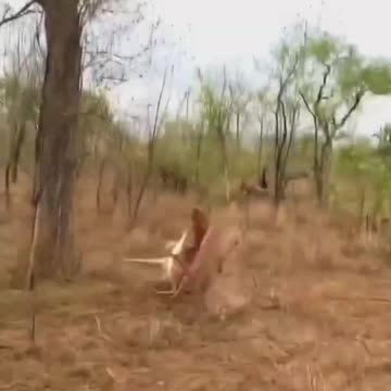 amazing animals in action #shorts