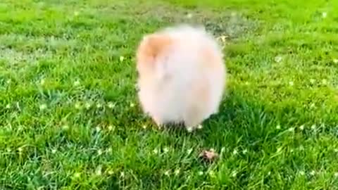 Cute Dog Playing With Girl #shorts