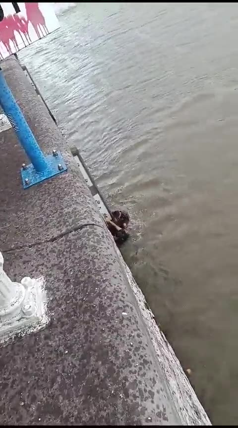 Two men jumped into the water to rescue a drowning victim today around noon in Molenbeek, Brussels.