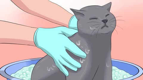 How Treat Coccidiosis in Cats