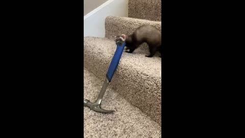 Ferret Stealing Hammer