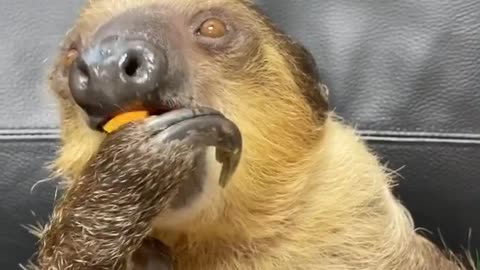 eating#sloth#cuteanimals